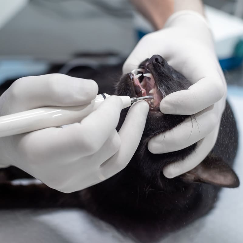 Veterinary Surgery in Leighton