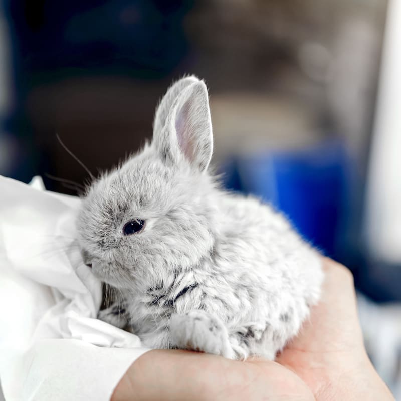 silver rabbit after checkup at our Leighton Avian and Exotic Pet Veterinarians